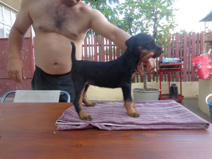 DSC00214 - jagdterrier sagu arad