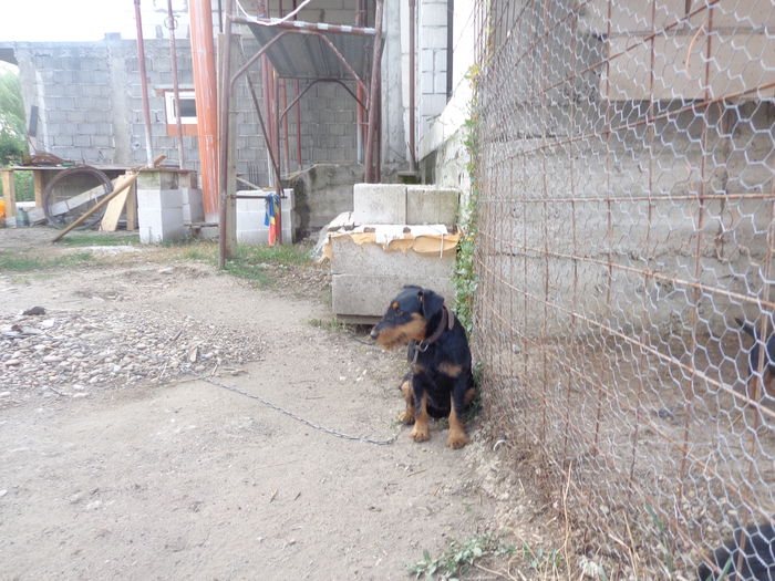 zaia - jagdterrier sagu arad