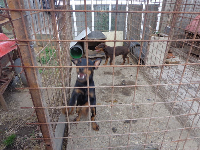 DSC00190 - jagdterrier sagu arad