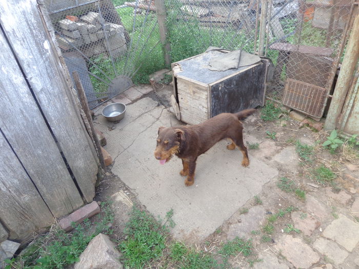 DSC00193 - jagdterrier sagu arad