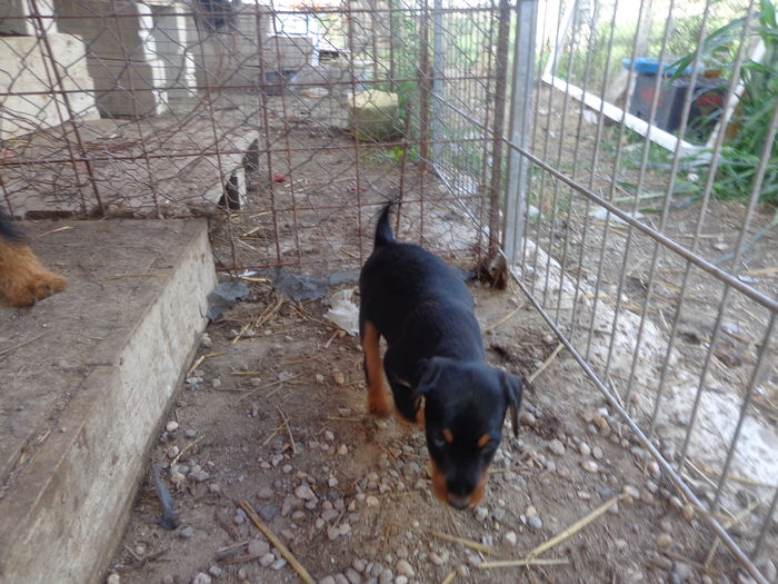 DSC00225 - jagdterrier sagu arad