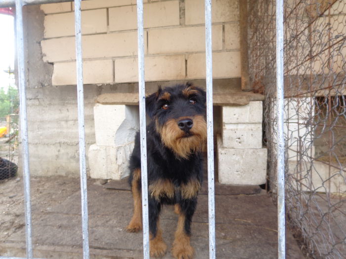 DSC00231 - jagdterrier sagu arad