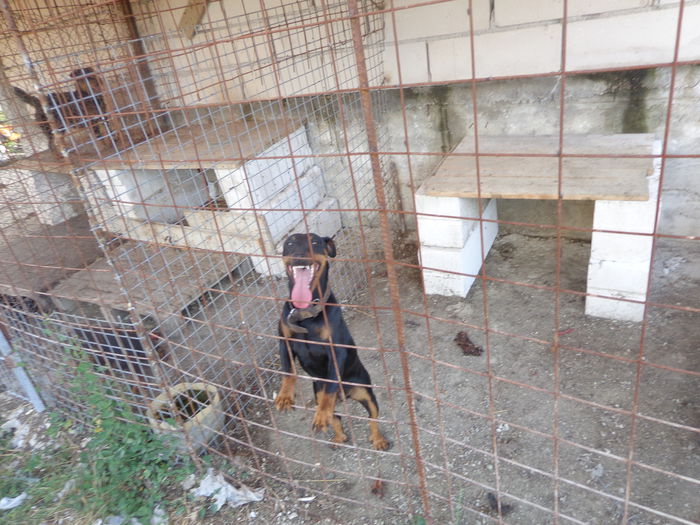 DSC00244 - jagdterrier sagu arad