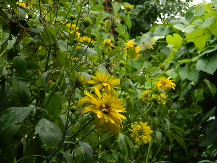 DSCN7775 - IULIE_2_2014