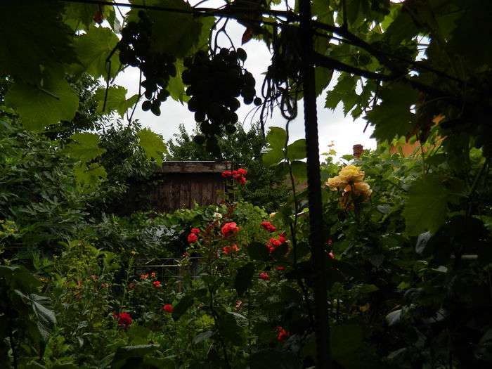 DSCN7778 - IULIE_2_2014
