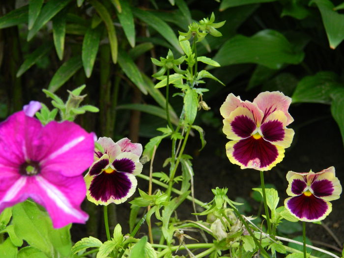 DSCN7838 - IULIE_2_2014