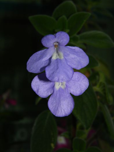 DSCN7868