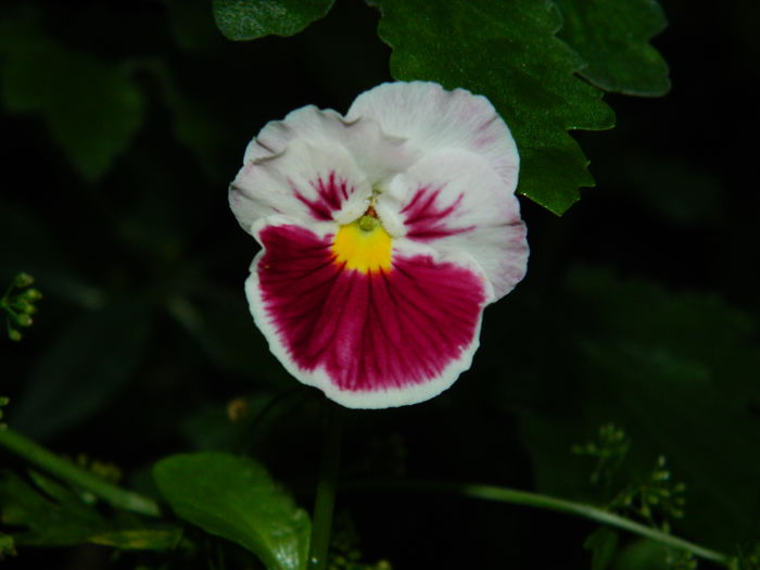 DSCN7883 - IULIE_2_2014
