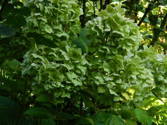 DSCN7911 - IULIE_2_2014
