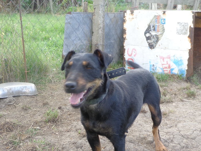 DSC00199 - jagdterrier sagu arad