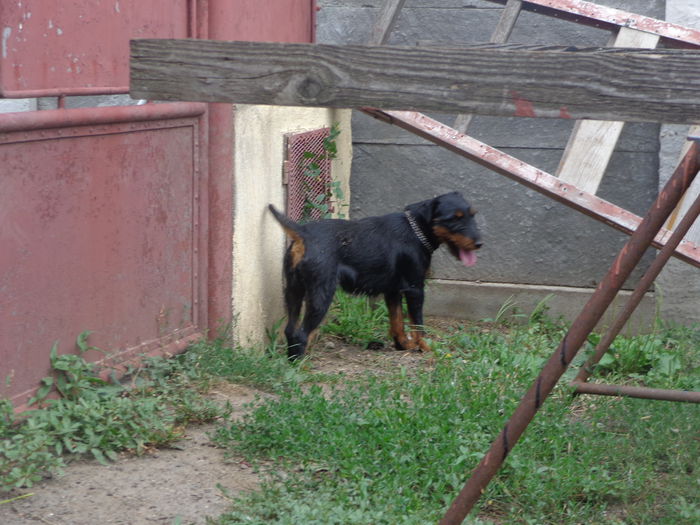 DSC00187 - jagdterrier sagu arad