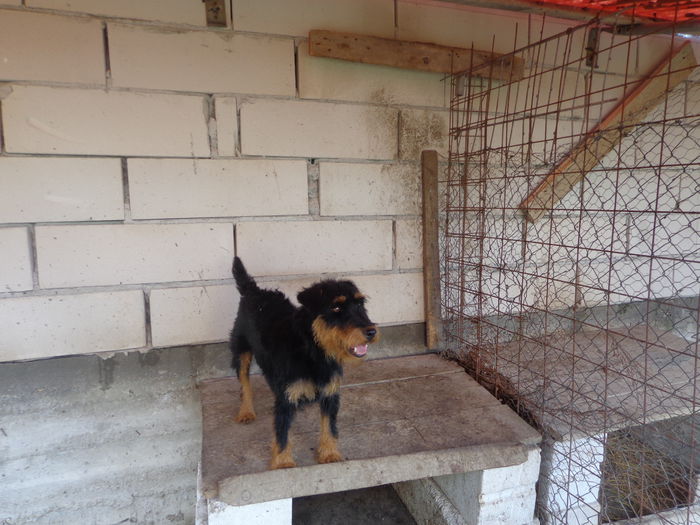 DSC00237 - jagdterrier sagu arad