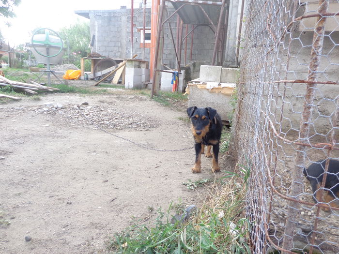 DSC00264 - jagdterrier sagu arad