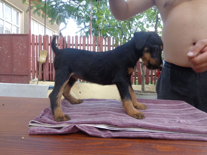 DSC00208 - jagdterrier sagu arad