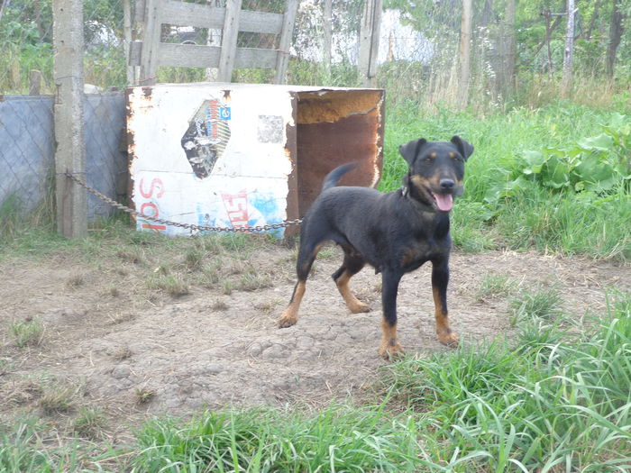 DSC00194 - jagdterrier sagu arad