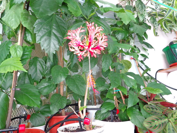 Schizopetalus(18-07-2014)1 - Hibiscusi 2014