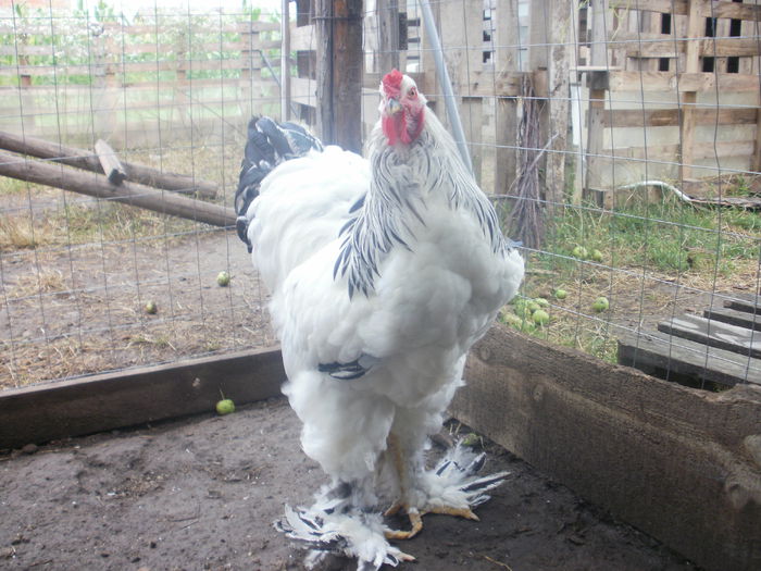 cocos 1 - A Brahma herminat deschis cocosi tineret 2014