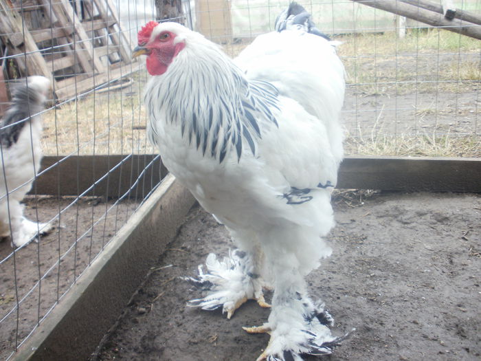 cocos 1 - A Brahma herminat deschis cocosi tineret 2014