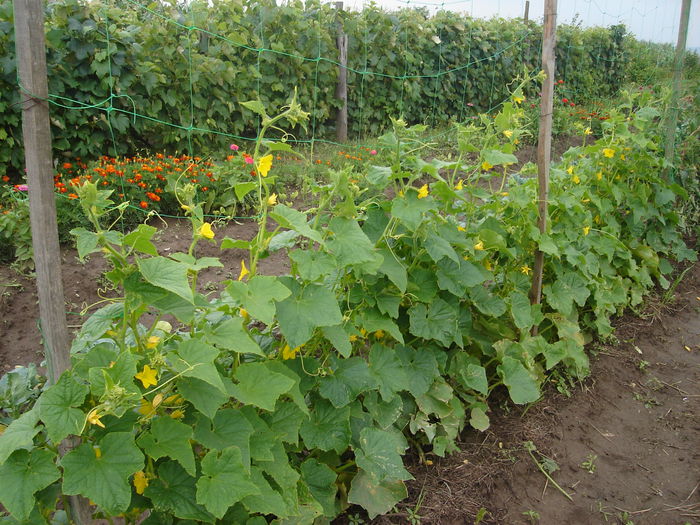 Castraveţii; 18 iulie 2014
