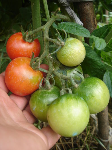 tomate Saint Pierre; 18 iulie 2014
