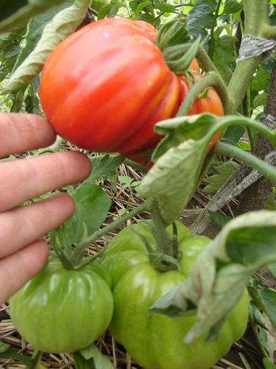 tomate OXHEART; 18 iulie 2014
