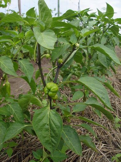 Ardei gras; 18 iulie 2014
