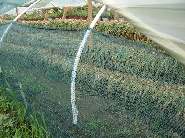 Recolta de ceapa; 18 iulie 2014
