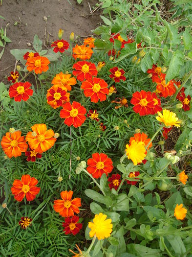 18 iulie 2014 010 - Florile mele