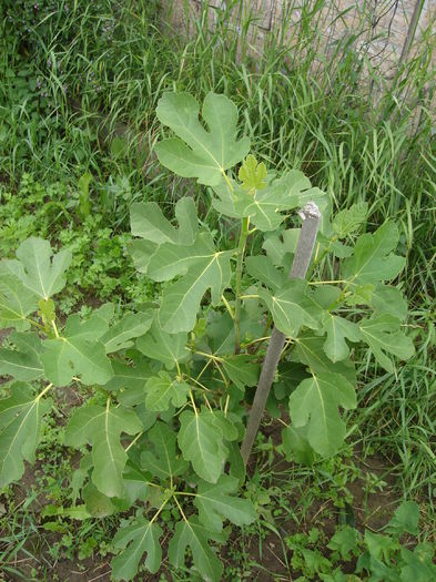 Pui de smochin (3 ani); 18 iulie 2014
