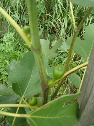 Primele smochine; 18 iulie 2014
