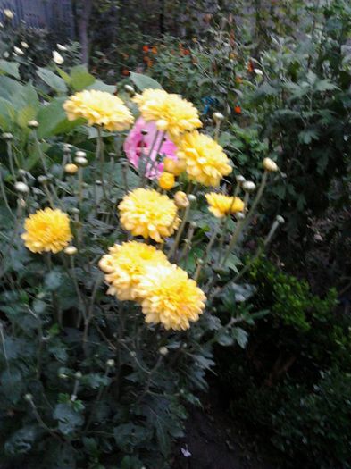 crizantemă - flori diverse