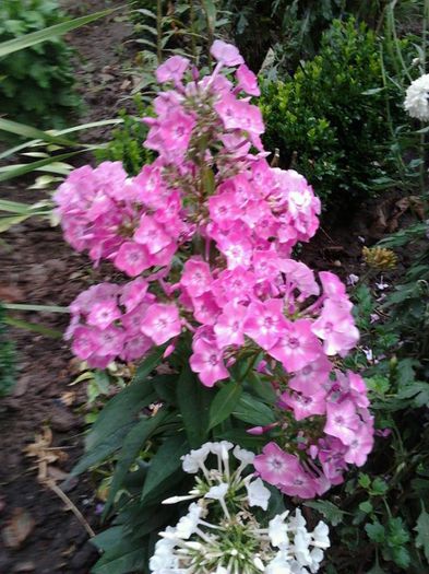 phlox paniculata - flori diverse