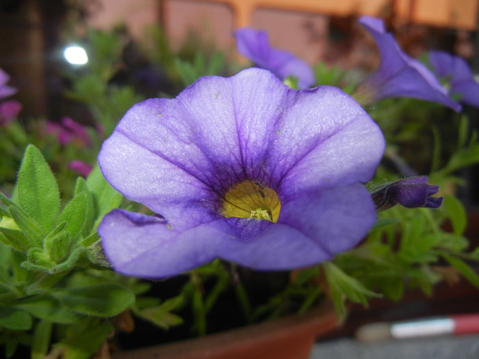 Calibrachoa Blue (2014, July 07)