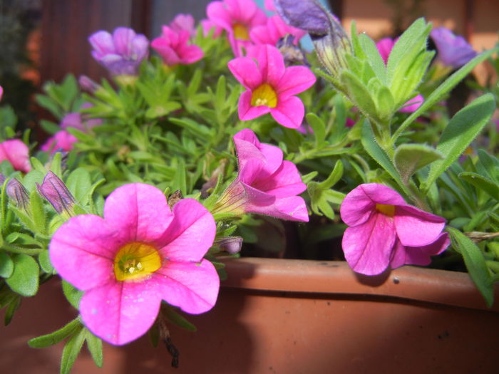 Calibrachoa Pink (2014, July 07)