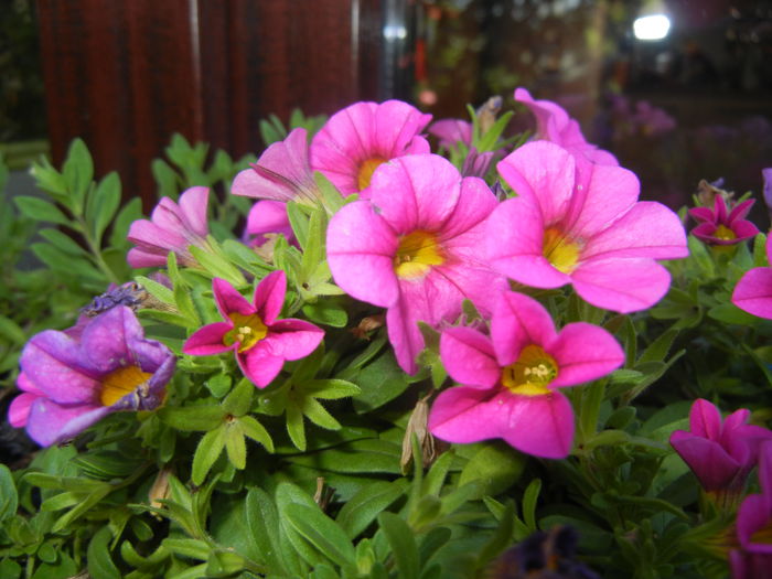 Calibrachoa Pink (2014, July 07) - Calibrachoa Pink