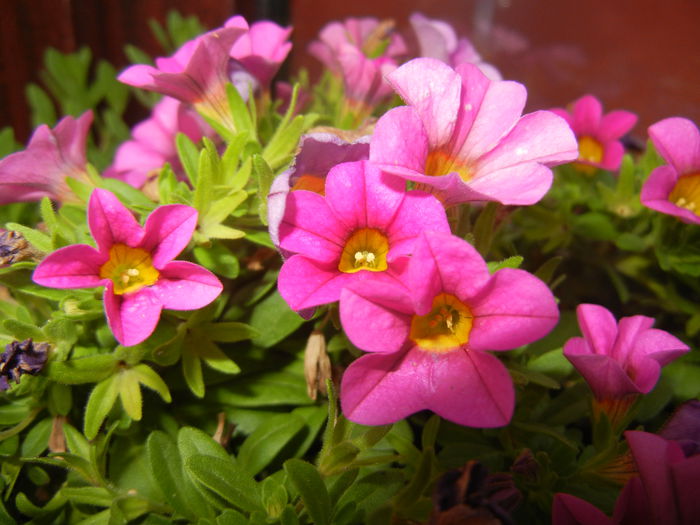 Calibrachoa Pink (2014, July 08)