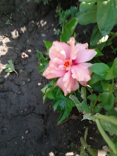 hibiscus roz