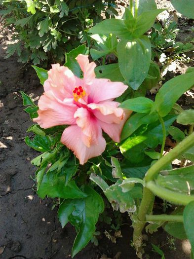 hibiscus roz