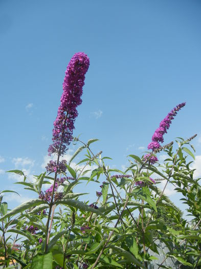 Buddleja davidii Purple (2014, Jul.06) Buddleja davidii Purple (2014, Jul.06)