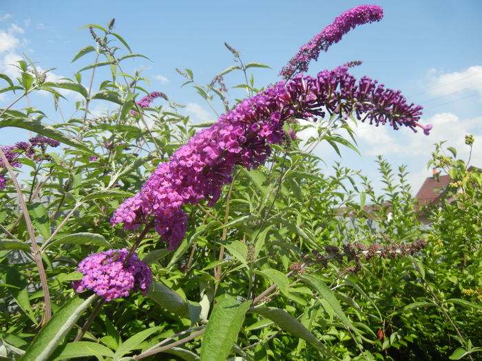 Buddleja davidii Purple (2014, Jul.06) Buddleja davidii Purple (2014, Jul.06)