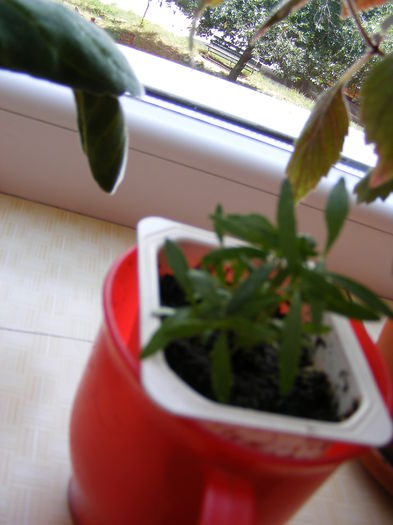 leandru grena din seminte - Flori birou 2015- 2016-2017