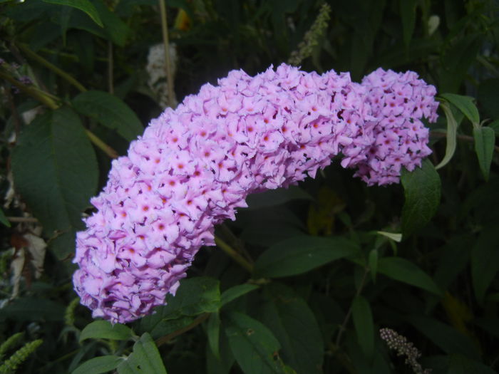 Buddleja davidii Purple (2014, Jul.08) Buddleja davidii Purple (2014, Jul.08)