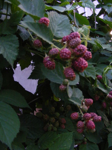 DSCF0803