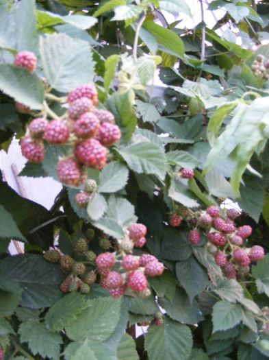 DSCF0806