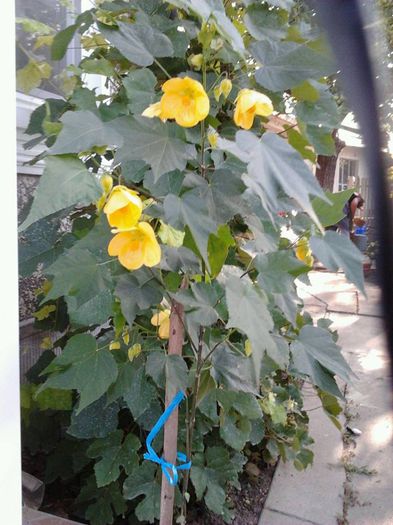 abutilon galben - abutiloni