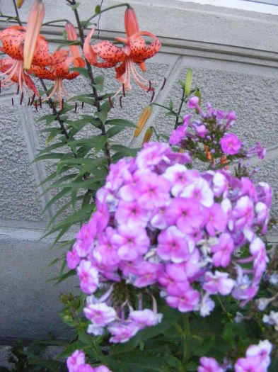 DSCF0856 - Crizantemele mamei si alte flori