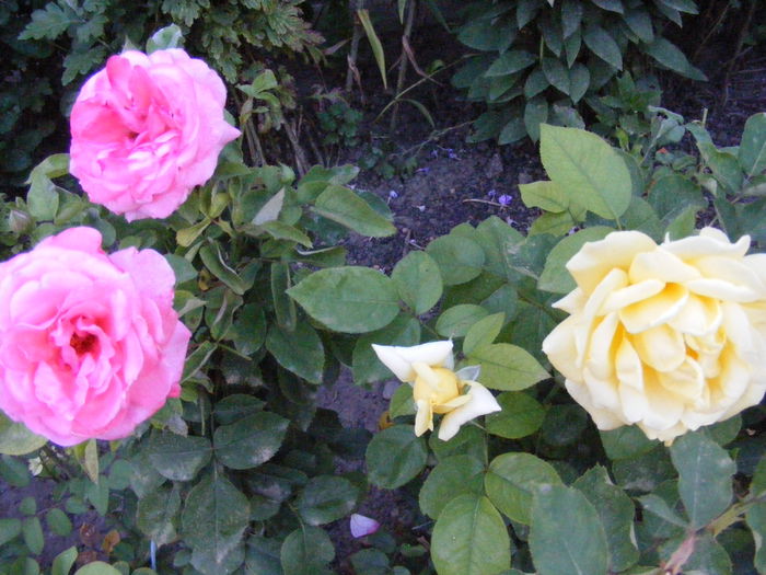 DSCF0857