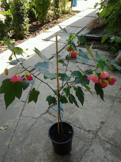 abutilon roșu - abutiloni