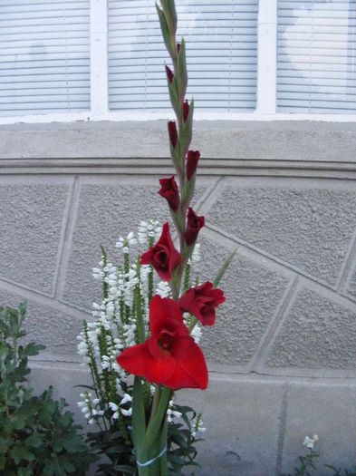 DSCF0859 - Crizantemele mamei si alte flori