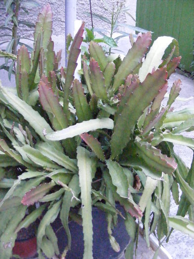 DSCF0879 - Crizantemele mamei si alte flori
